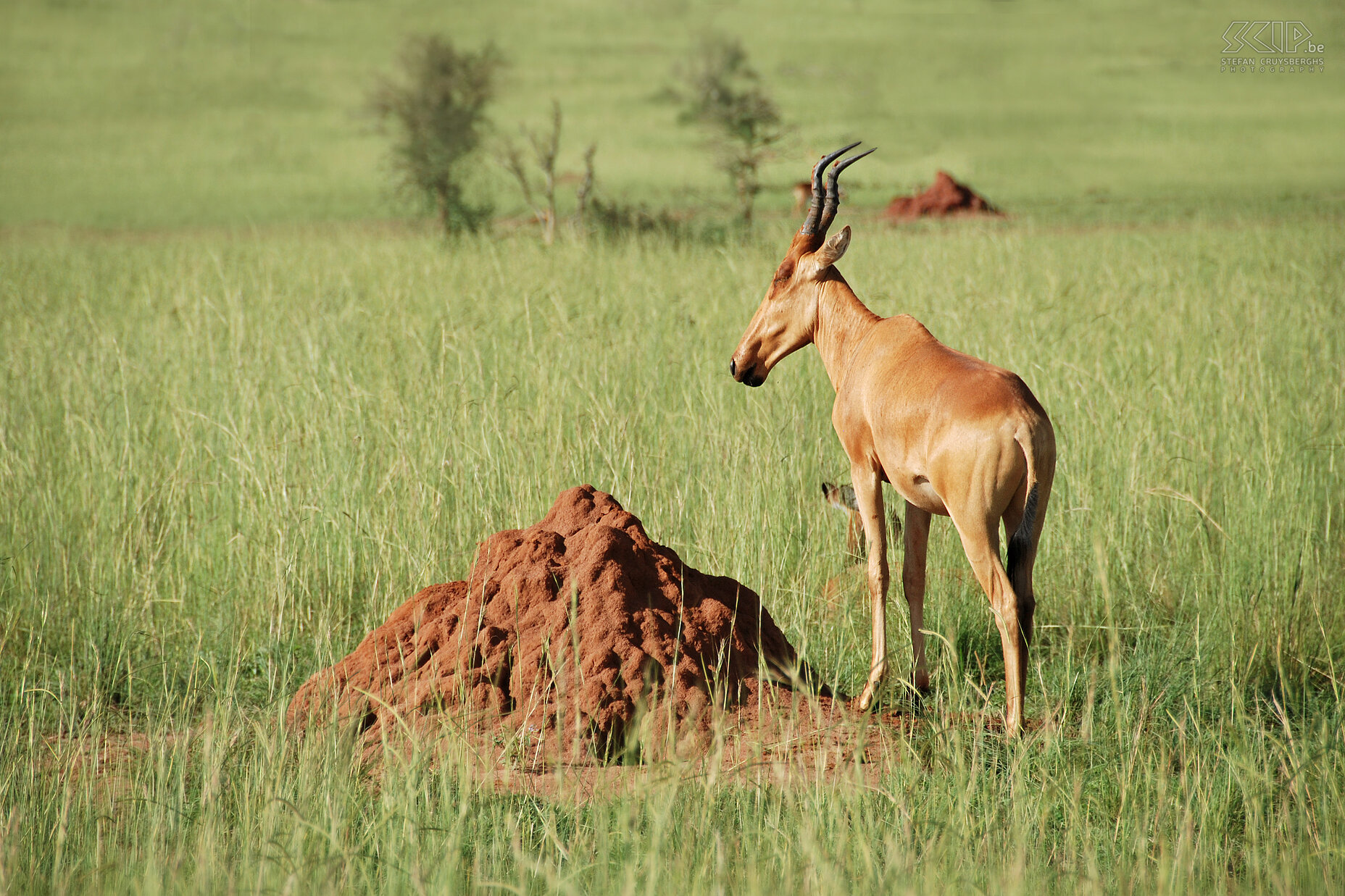 Murchison - Hartebeest  Stefan Cruysberghs